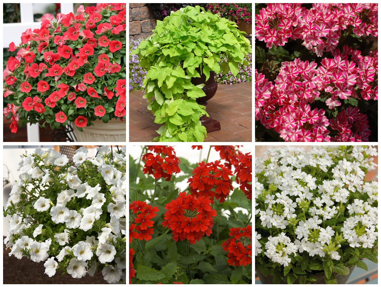 Suntory Flowers Showcases Top Performing Plants at the 2014